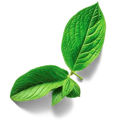 mint bg copy